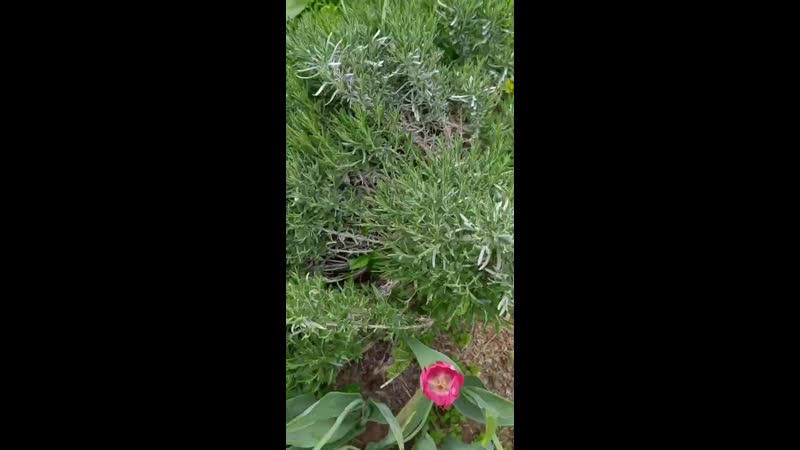 VID_30370509_101213_957.mp4
