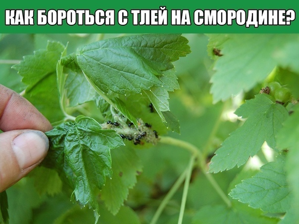 Методы борьбы с тлей на смородине Тля поражает разные культуры. Это могут быть кустарники, деревья, окультуренные растения вроде огурцов или перца. Есть универсальные методы борьбы с тлей и