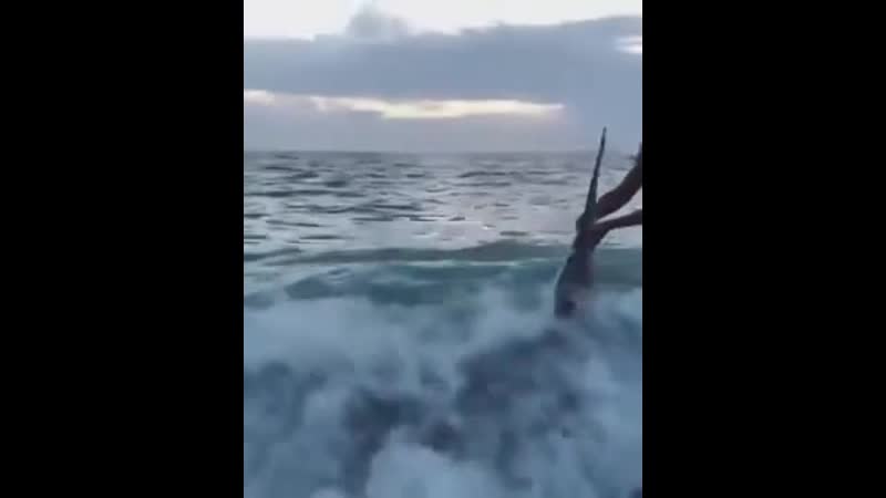 Девушка спасла акулу, которую вынесло на берег. Главное,...