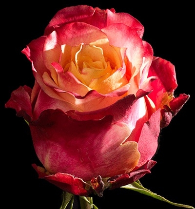 Розы 3d (69 фото)