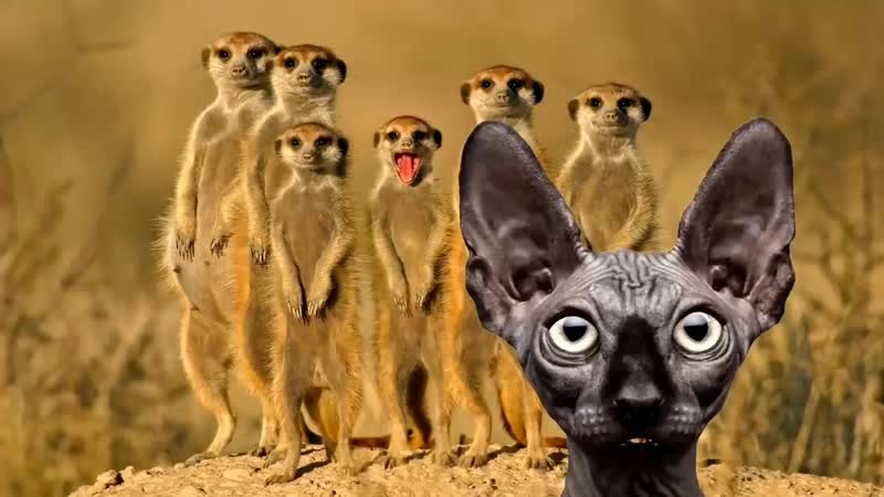 Без имени_720p_1.mp4